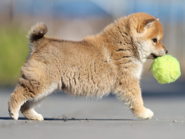 FP5A1363-puppy FP5A1363-puppy