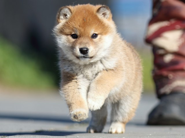 FP5A1413-puppy FP5A1413-puppy