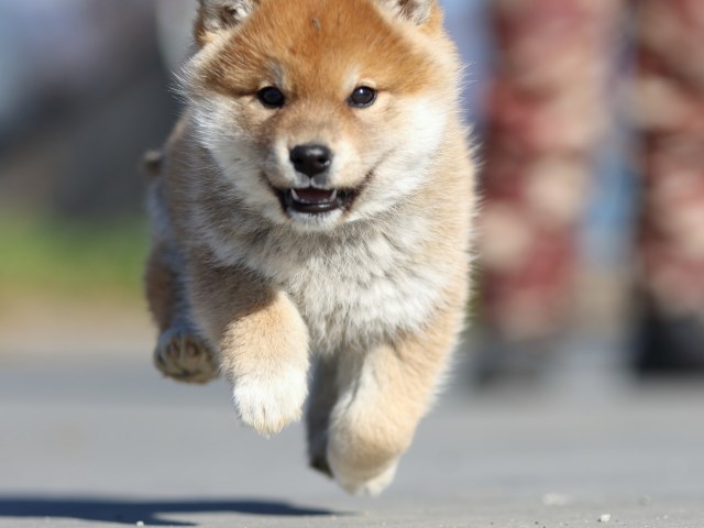 FP5A1423-puppy FP5A1423-puppy