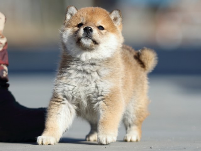 FP5A1428-puppy FP5A1428-puppy