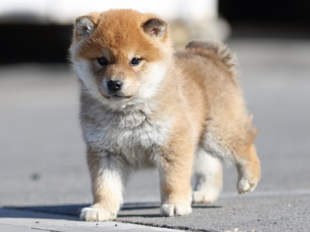 FP5A1463-puppy FP5A1463-puppy
