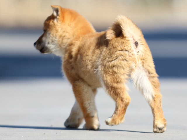 FP5A1496-puppy FP5A1496-puppy