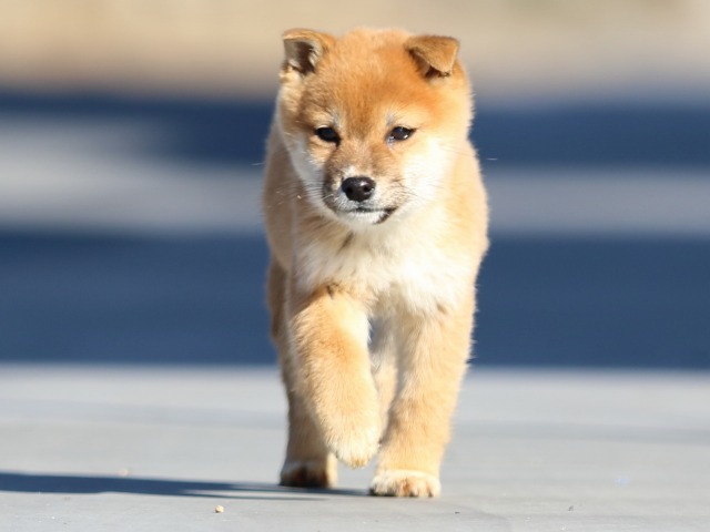 FP5A1504-puppy FP5A1504-puppy