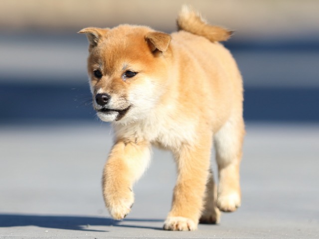 FP5A1515-puppy FP5A1515-puppy