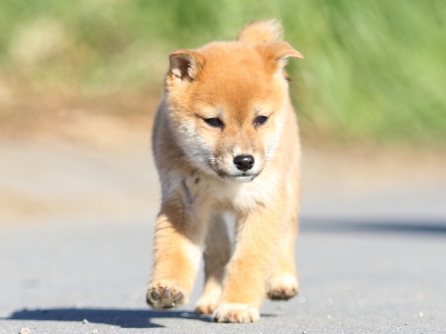 FP5A1529-puppy FP5A1529-puppy
