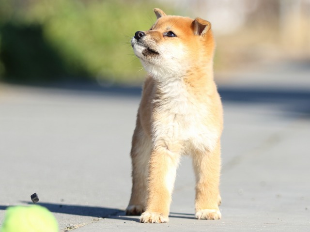 FP5A1537-puppy FP5A1537-puppy