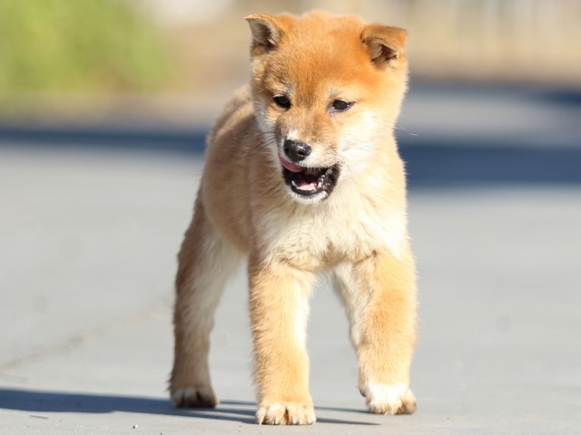 FP5A1539-puppy FP5A1539-puppy