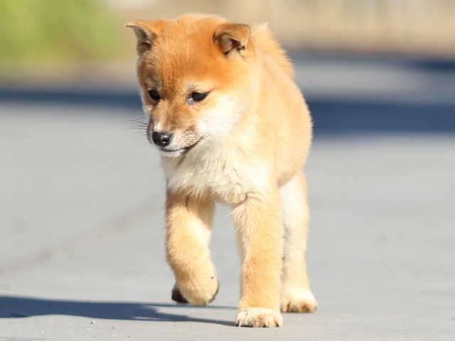 FP5A1541-puppy FP5A1541-puppy
