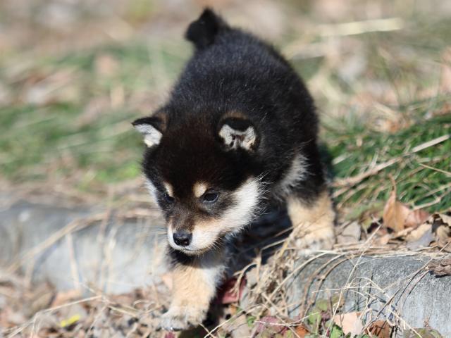 FP5A1818-puppy FP5A1818-puppy