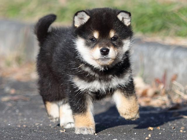 FP5A1858-puppy FP5A1858-puppy