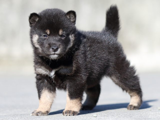 FP5A2979-puupy-shibainu FP5A2979-puupy-shibainu