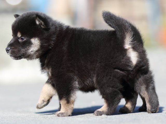 FP5A2989-puupy-shibainu FP5A2989-puupy-shibainu