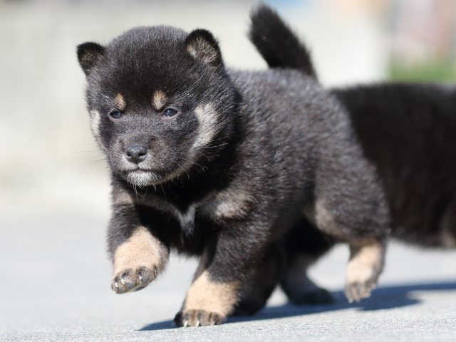 FP5A2998-puupy-shibainu FP5A2998-puupy-shibainu