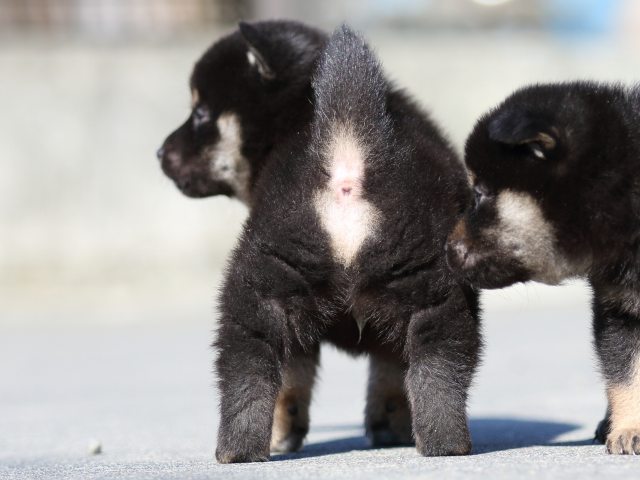 FP5A3019-puupy-shibainu FP5A3019-puupy-shibainu