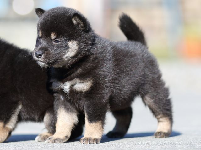 FP5A3031-puupy-shibainu FP5A3031-puupy-shibainu