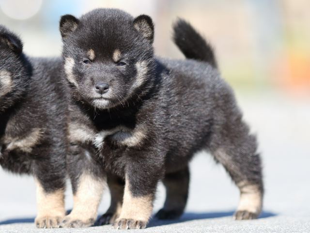 FP5A3040-puupy-shibainu FP5A3040-puupy-shibainu