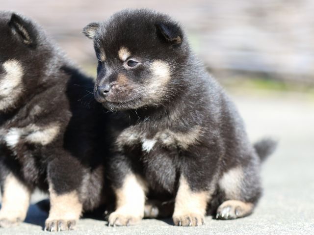 FP5A3053-puupy-shibainu FP5A3053-puupy-shibainu