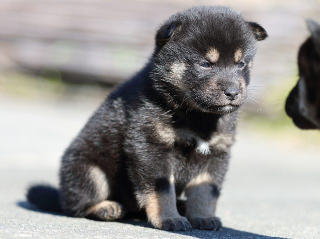 FP5A3058-puupy-shibainu FP5A3058-puupy-shibainu
