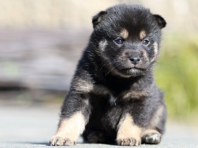 FP5A3062-puupy-shibainu FP5A3062-puupy-shibainu