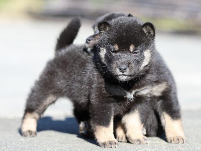 FP5A3105-puupy-shibainu FP5A3105-puupy-shibainu