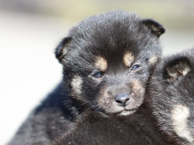FP5A3124-puupy-shibainu FP5A3124-puupy-shibainu
