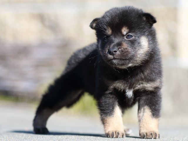 FP5A3129-puupy-shibainu FP5A3129-puupy-shibainu