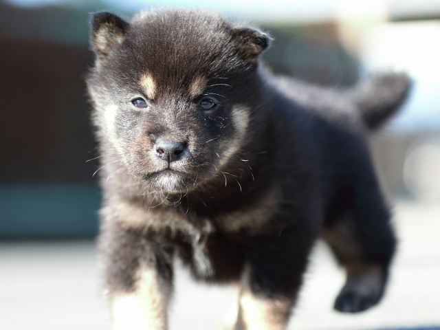 FP5A3175-puupy-shibainu FP5A3175-puupy-shibainu