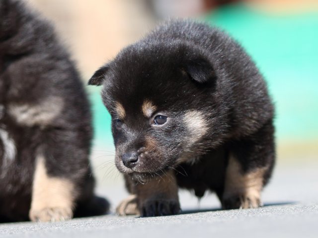 FP5A3181-puupy-shibainu FP5A3181-puupy-shibainu