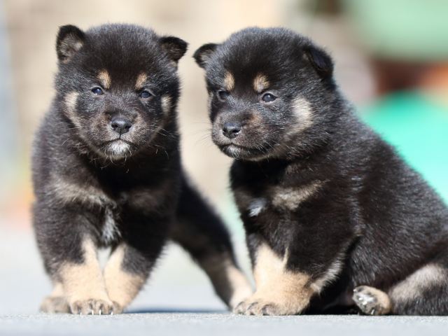 FP5A3194-puupy-shibainu FP5A3194-puupy-shibainu