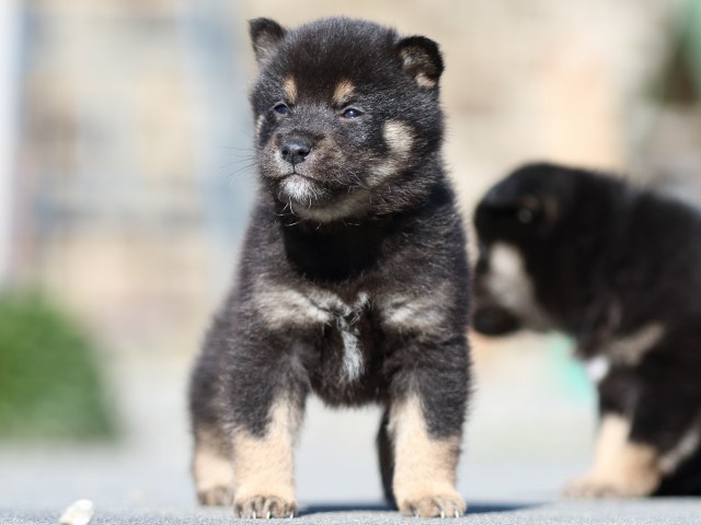 FP5A3200-puupy-shibainu FP5A3200-puupy-shibainu