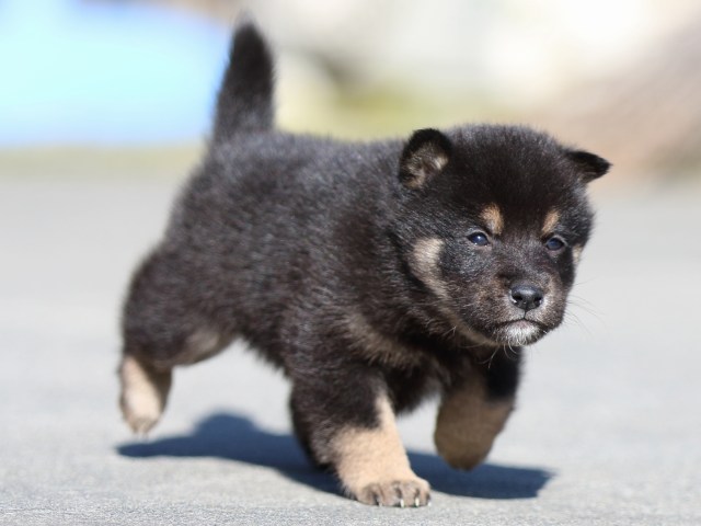 FP5A3212-puupy-shibainu FP5A3212-puupy-shibainu