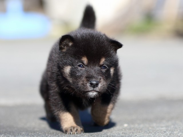 FP5A3234-puupy-shibainu FP5A3234-puupy-shibainu