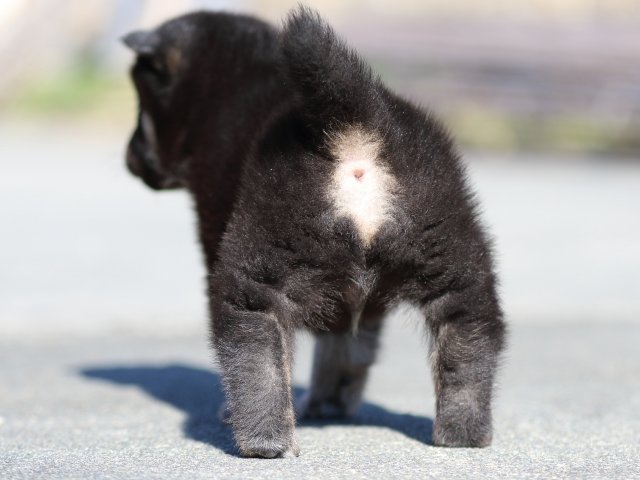 FP5A3251-puupy-shibainu FP5A3251-puupy-shibainu