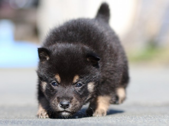 FP5A3258-puupy-shibainu FP5A3258-puupy-shibainu