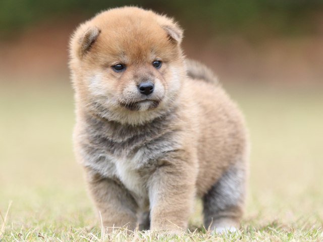 FP5A3508-puupy-shibainu FP5A3508-puupy-shibainu