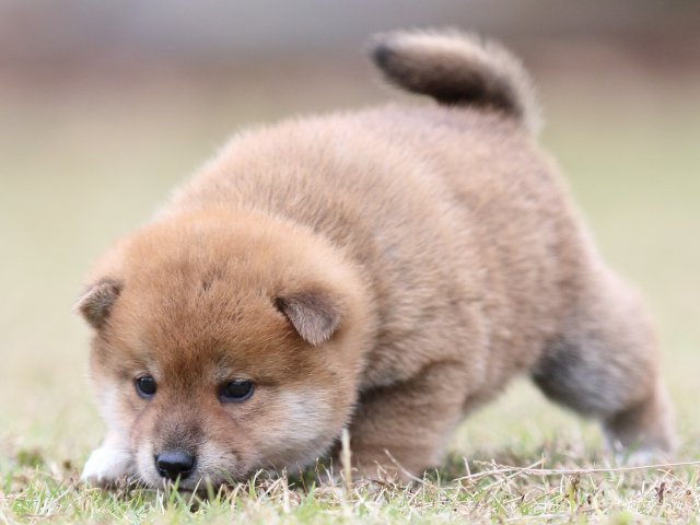 FP5A3513-puupy-shibainu FP5A3513-puupy-shibainu