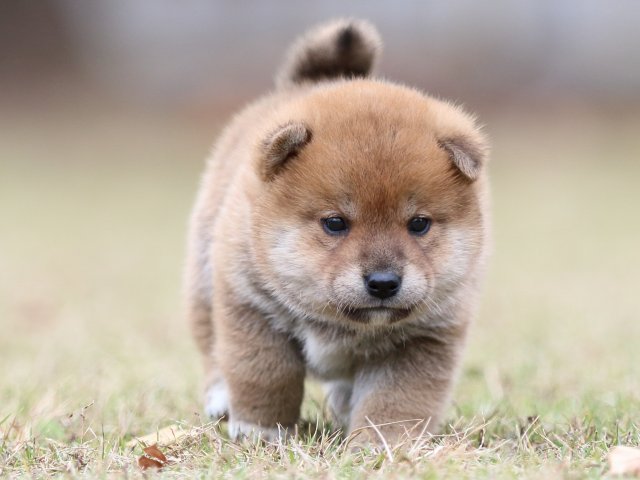 FP5A3518-puupy-shibainu FP5A3518-puupy-shibainu