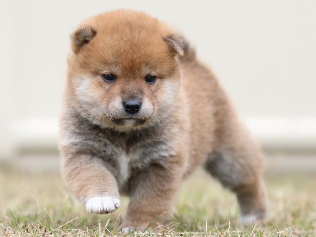 FP5A3547-puupy-shibainu FP5A3547-puupy-shibainu