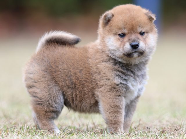 FP5A3558-puupy-shibainu FP5A3558-puupy-shibainu