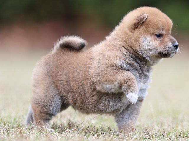 FP5A3590-puupy-shibainu FP5A3590-puupy-shibainu