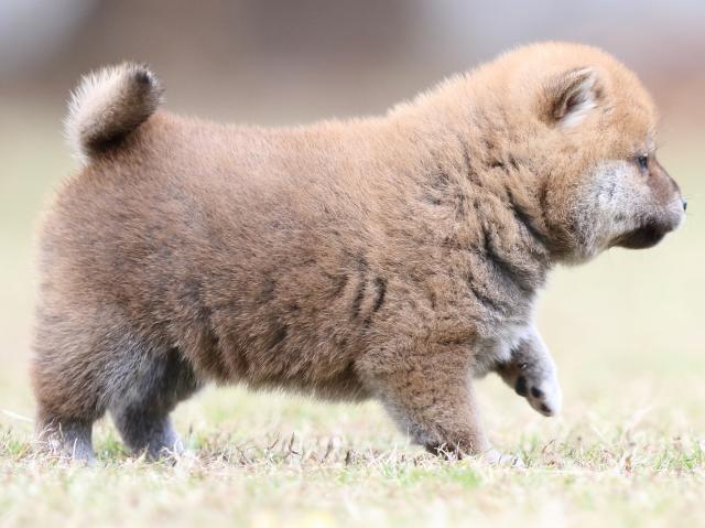 FP5A3621-puupy-shibainu FP5A3621-puupy-shibainu