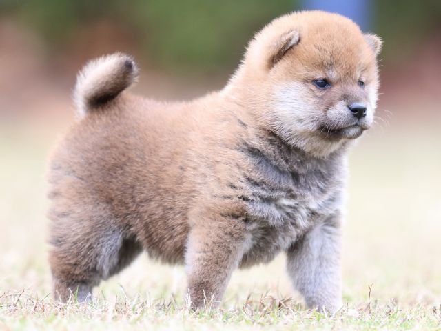FP5A3668-puupy-shibainu FP5A3668-puupy-shibainu