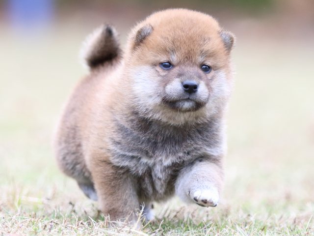 FP5A3692-puupy-shibainu FP5A3692-puupy-shibainu