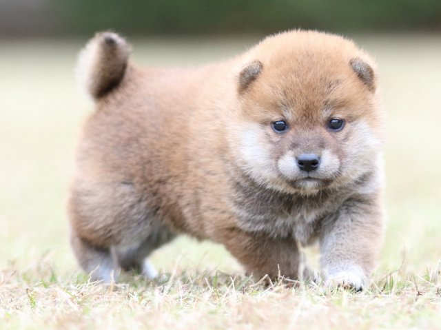 FP5A3708-puupy-shibainu FP5A3708-puupy-shibainu