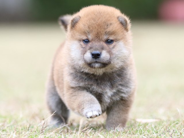 FP5A3717-puupy-shibainu FP5A3717-puupy-shibainu
