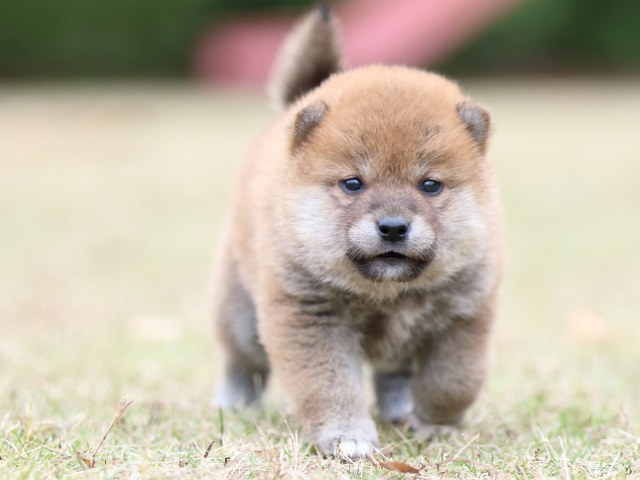 FP5A3723-puupy-shibainu FP5A3723-puupy-shibainu