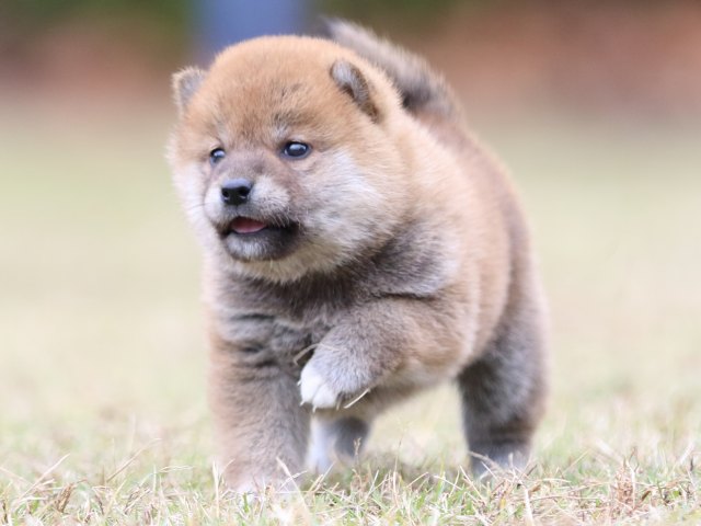 FP5A3734-puupy-shibainu FP5A3734-puupy-shibainu