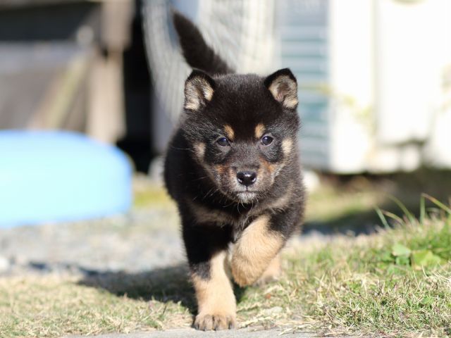 FP5A5347-puppy FP5A5347-puppy