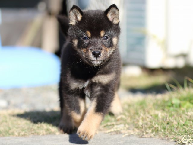 FP5A5348-puppy FP5A5348-puppy