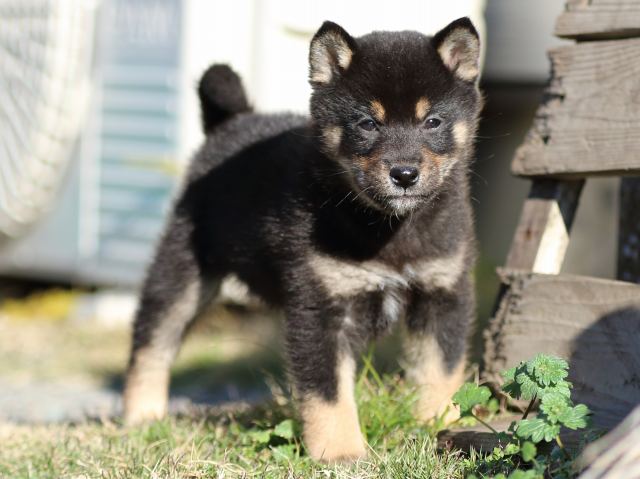 FP5A5360-puppy FP5A5360-puppy